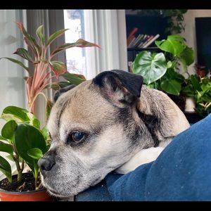 Meet your Posher, Ilana